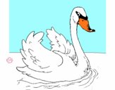 Cisne en el agua