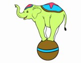 Elefante equilibrista