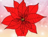 Flor de poinsetia