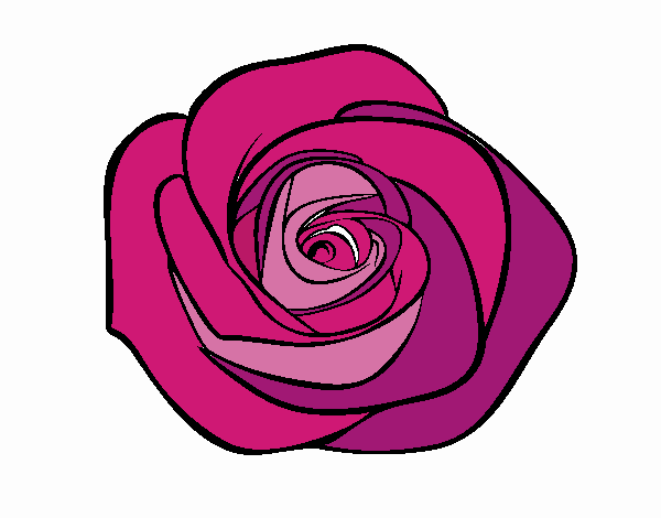 Flor de rosa