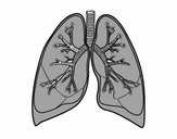 Pulmones y bronquios