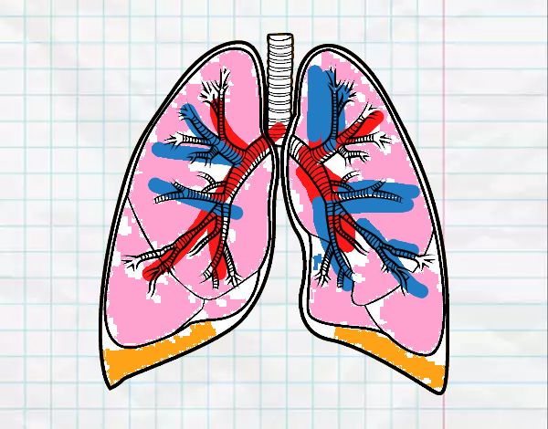 Pulmones y bronquios