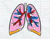 Pulmones y bronquios