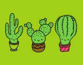 3 mini cactus