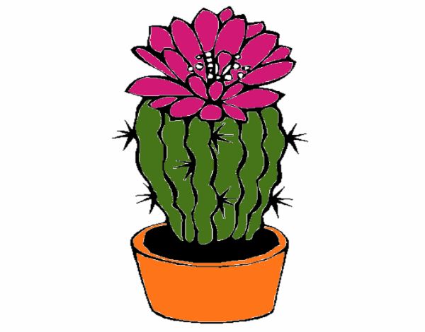 Cactus con flor