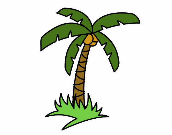 Palmera tropical