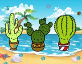 3 mini cactus