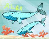 Ballenas