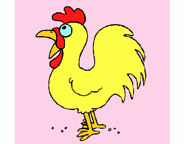 Gallo de granja