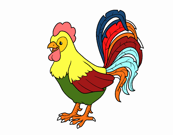 Gallo de una granja