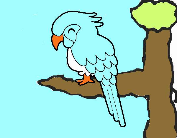 Guacamayo