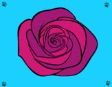 Flor de rosa