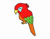 Guacamayo