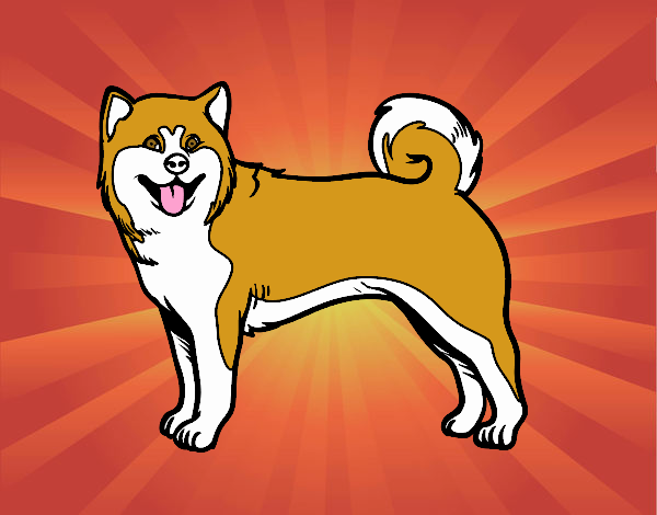 Perro Akita Inu