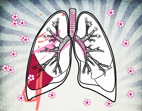 Pulmones y bronquios