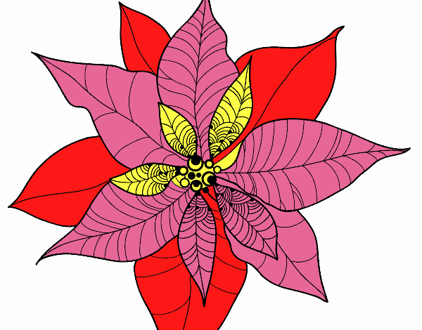 Flor de poinsetia