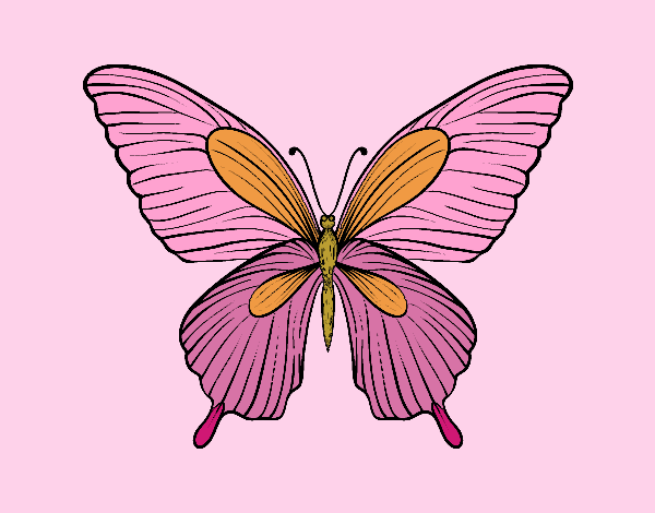 Mariposa tropical