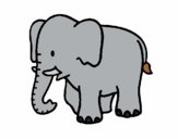 Elefante bebe