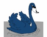 Cisne en el agua