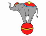 Elefante equilibrista