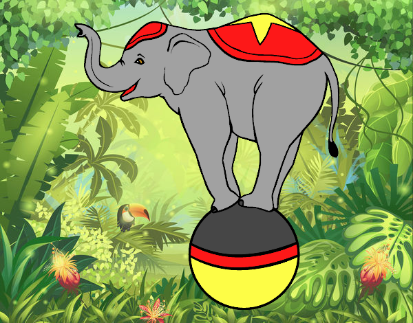 Elefante equilibrista