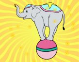 Elefante equilibrista