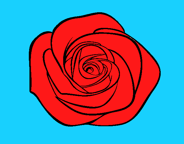 Flor de rosa