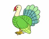 Pavo común