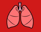 Pulmones