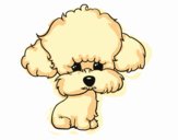 Cachorro de poodle