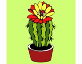 Cactus con flor