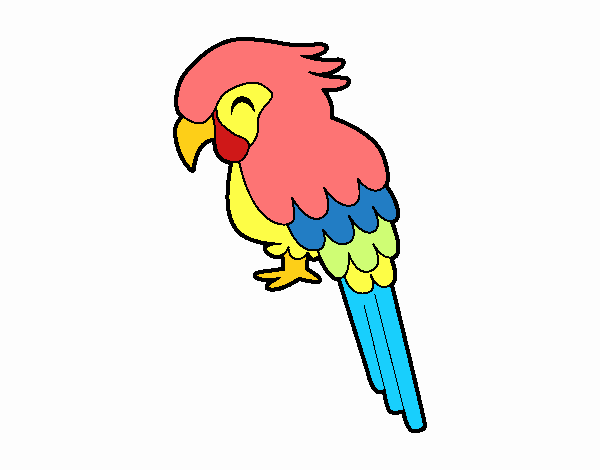 guacamayo