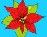 Flor de poinsetia