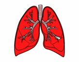 Pulmones y bronquios