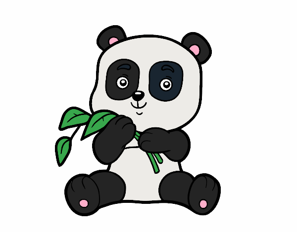 oso panda 