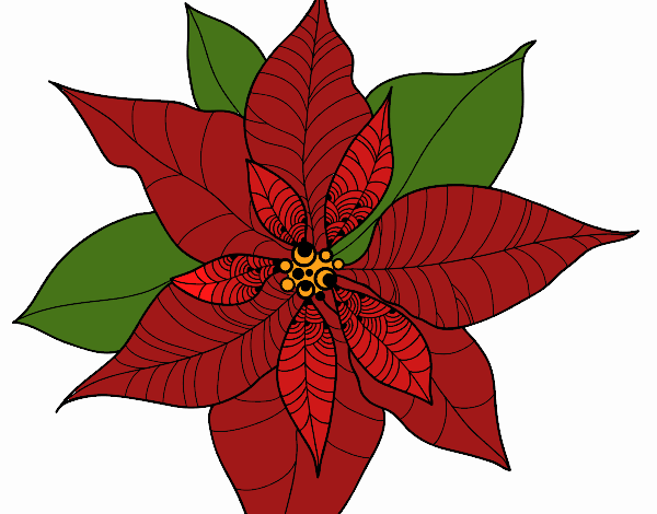 Flor de poinsetia