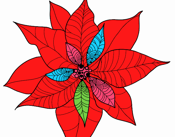 flor de poinsetia