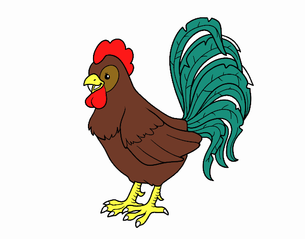 Gallo de una granja