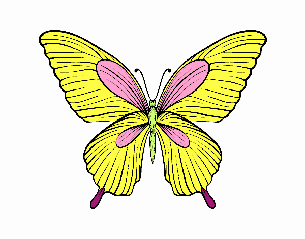 Mariposa tropical