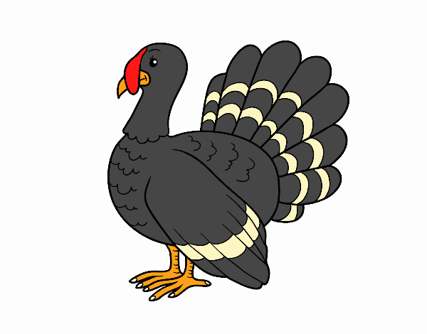 Pavo común