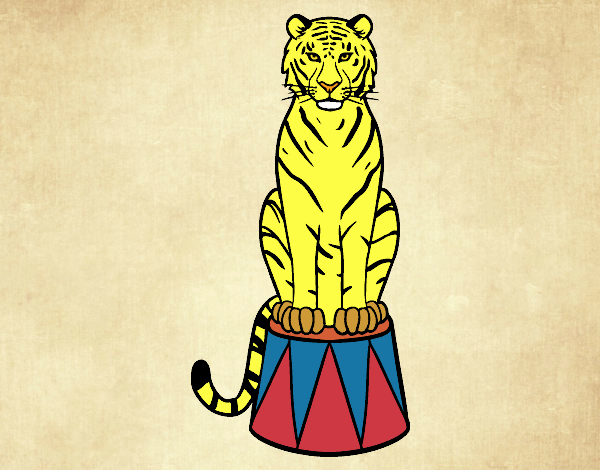 Tigre de circo