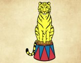 Tigre de circo