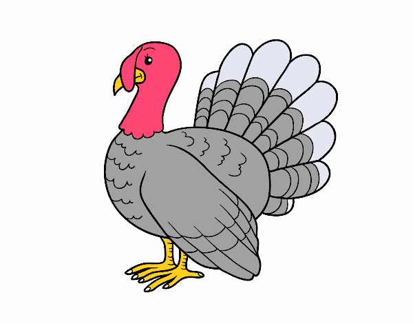 Pavo común