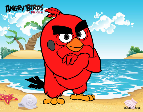 Red angry birds 