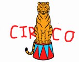 Tigre de circo