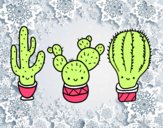 3 mini cactus