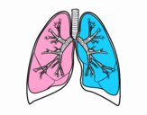 Pulmones y bronquios