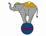 Elefante equilibrista