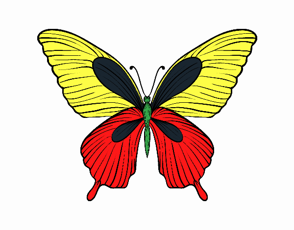 Mariposa tropical