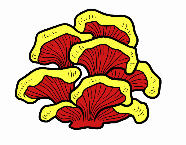 Seta pleurotus